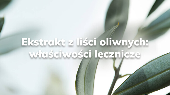 Ekstrakt z liści oliwnych - co warto o nim wiedzieć?